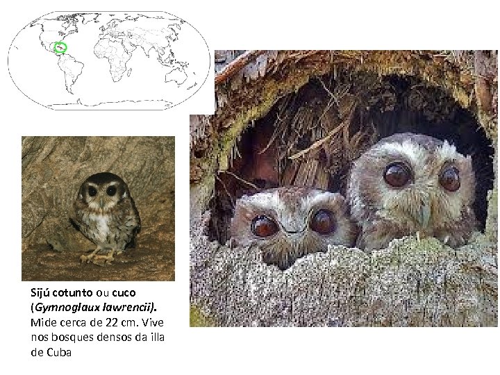 Sijú cotunto ou cuco (Gymnoglaux lawrencii). Mide cerca de 22 cm. Vive nos bosques