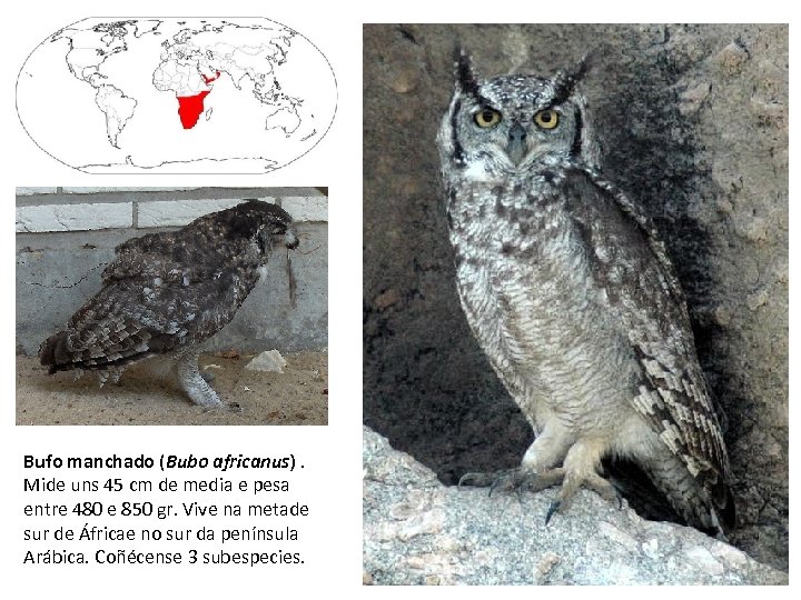 Bufo manchado (Bubo africanus). Mide uns 45 cm de media e pesa entre 480