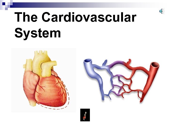 The Cardiovascular System 