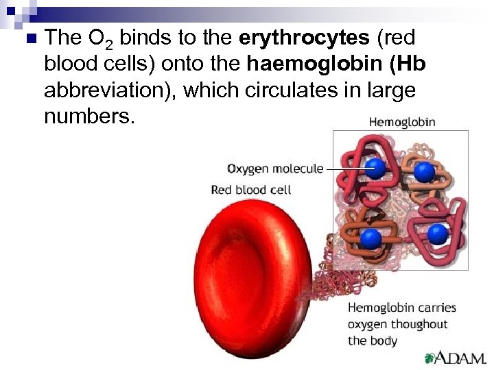 n The O 2 binds to the erythrocytes (red blood cells) onto the haemoglobin