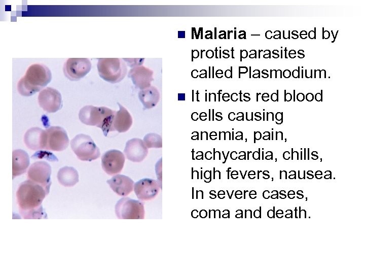 Malaria – caused by protist parasites called Plasmodium. n It infects red blood cells