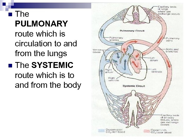 The PULMONARY route which is circulation to and from the lungs n The SYSTEMIC