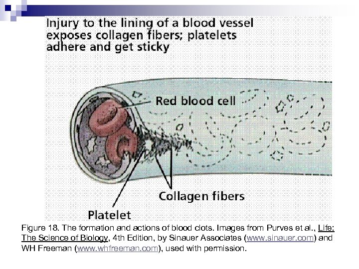 Figure 18. The formation and actions of blood clots. Images from Purves et al.