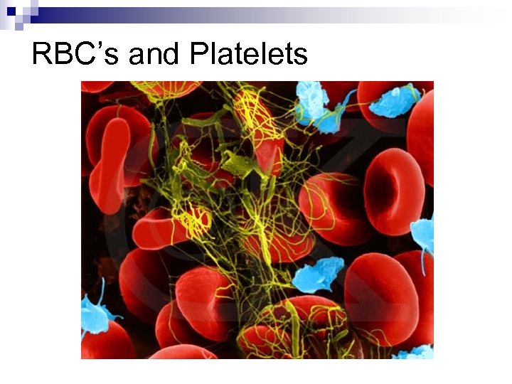 RBC’s and Platelets 