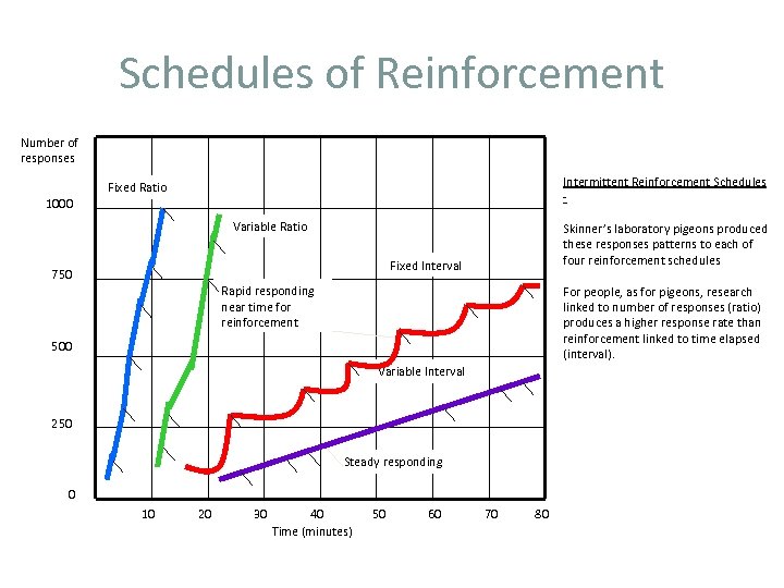 Schedules of Reinforcement Number of responses Intermittent Reinforcement Schedules - Fixed Ratio 1000 Variable