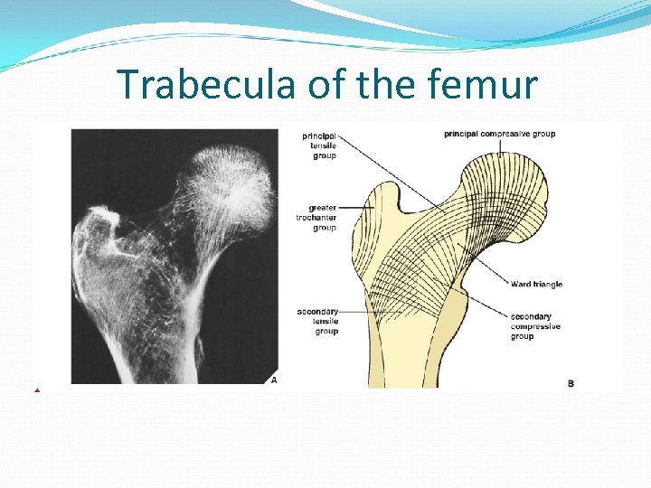 Trabecula of the femur 