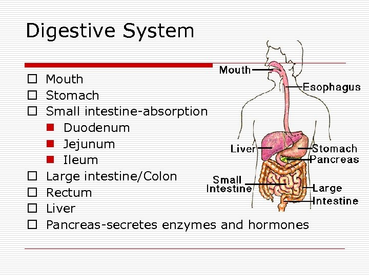 Digestive System o Mouth o Stomach o Small intestine-absorption n Duodenum n Jejunum n