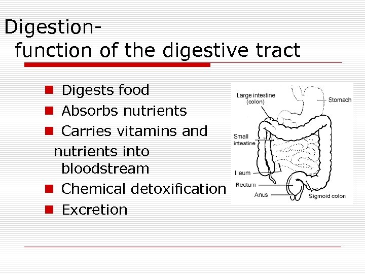 Digestionfunction of the digestive tract n Digests food n Absorbs nutrients n Carries vitamins