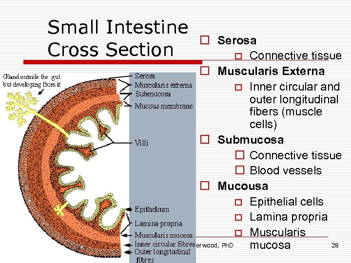 Small Intestine o Cross Section Serosa o Connective tissue o Muscularis Externa o Inner