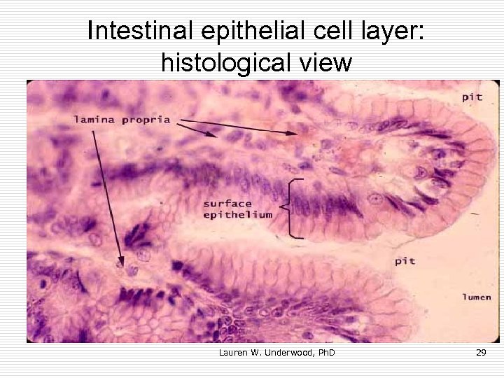 Intestinal epithelial cell layer: histological view Lauren W. Underwood, Ph. D 29 