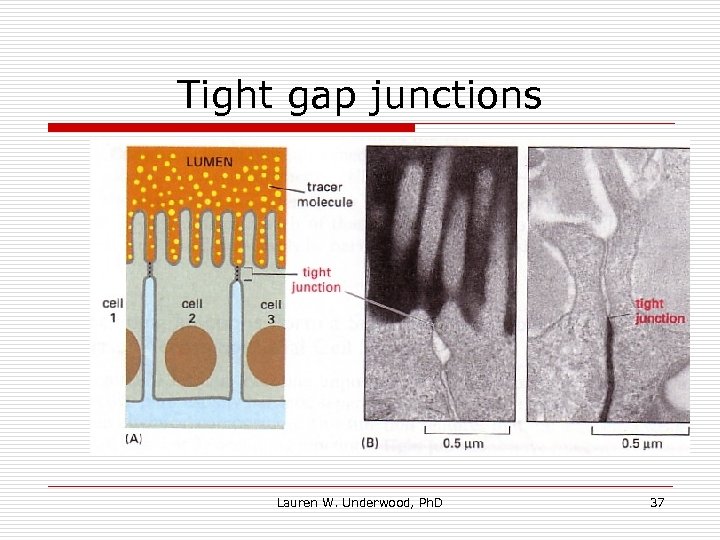 Tight gap junctions Lauren W. Underwood, Ph. D 37 