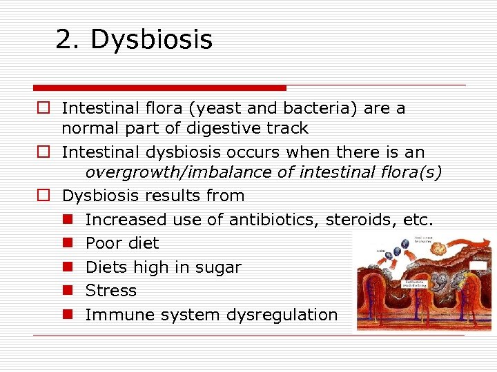 2. Dysbiosis o Intestinal flora (yeast and bacteria) are a normal part of digestive