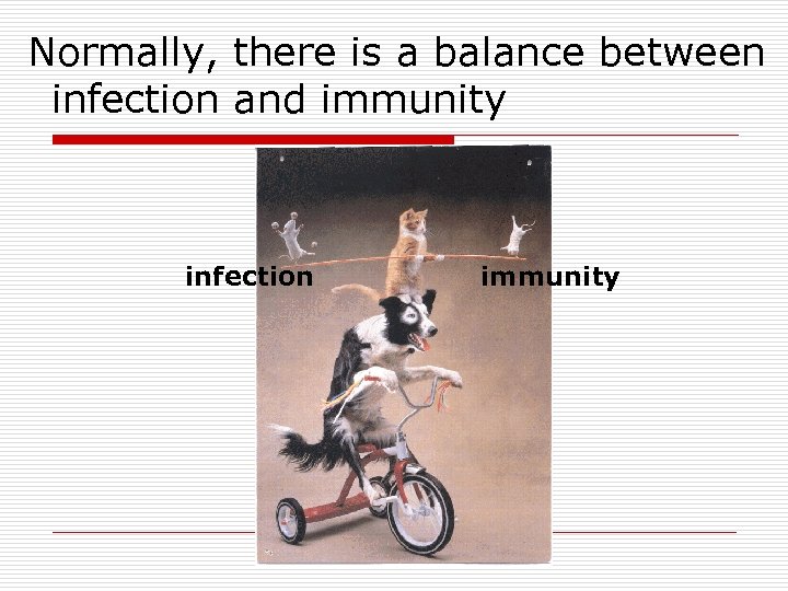 Normally, there is a balance between infection and immunity infection immunity 