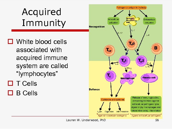 Acquired Immunity o White blood cells associated with acquired immune system are called “lymphocytes”