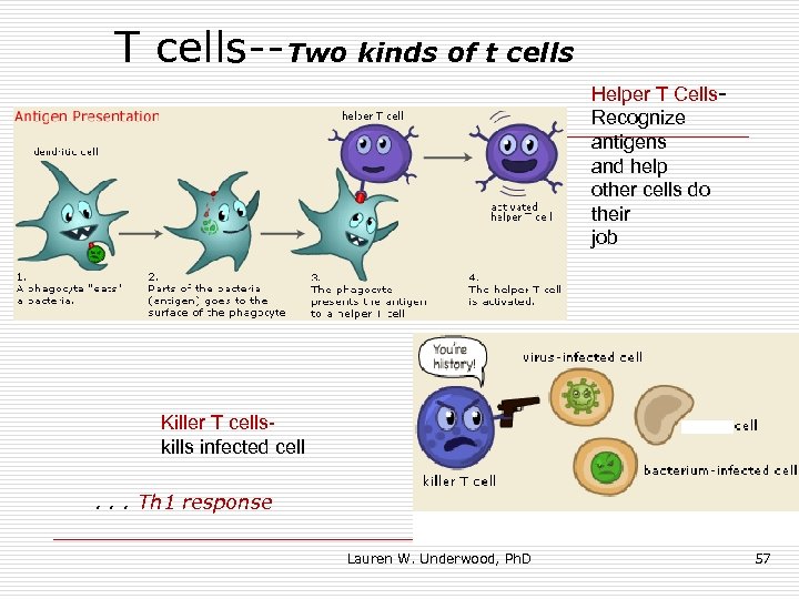 T cells--Two kinds of t cells Helper T Cells. Recognize antigens and help other