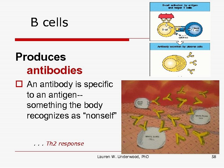 B cells Produces antibodies o An antibody is specific to an antigen-something the body