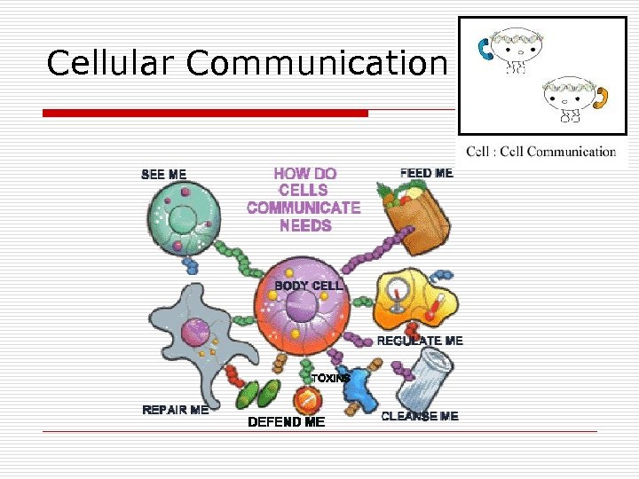 Cellular Communication 