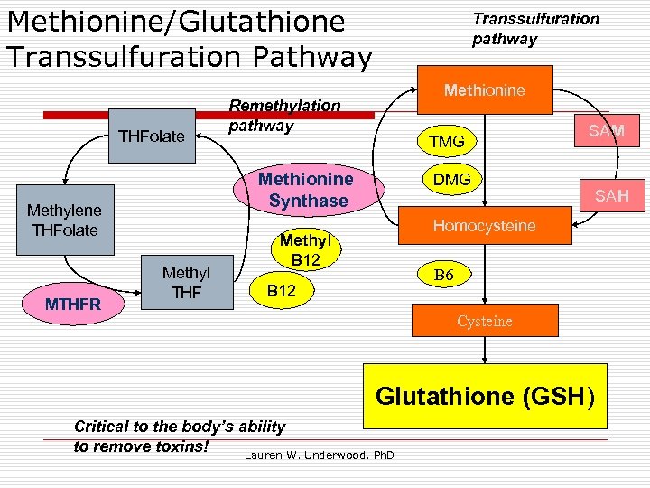 Methionine/Glutathione Transsulfuration Pathway THFolate Methionine Remethylation pathway TMG Methionine Synthase Methylene THFolate MTHFR Transsulfuration