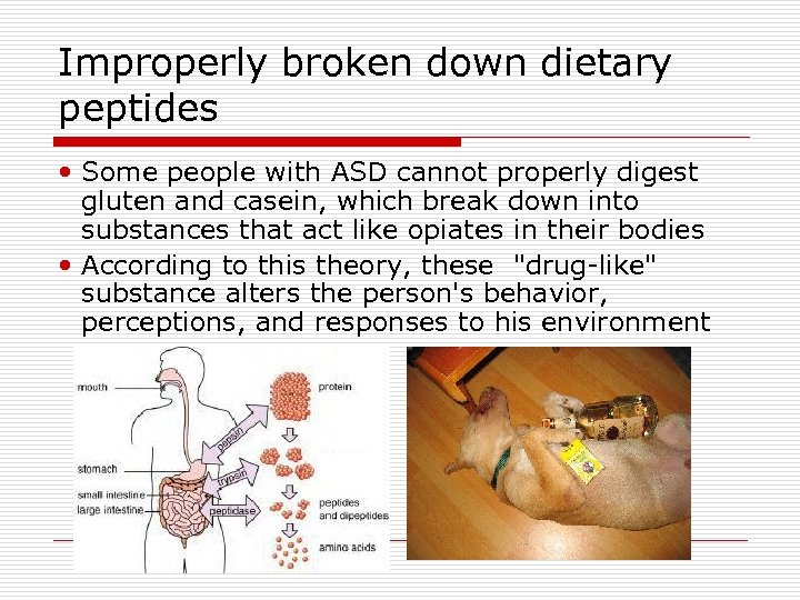 Improperly broken down dietary peptides Some people with ASD cannot properly digest gluten and