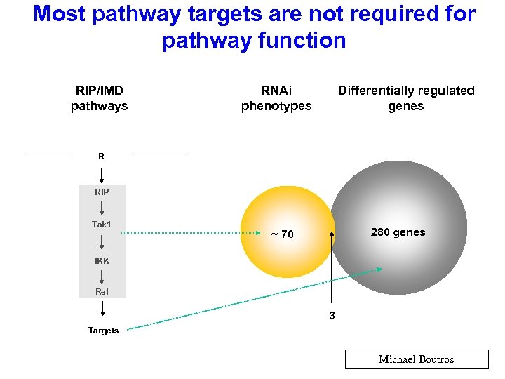 Most pathway targets are not required for pathway function RIP/IMD pathways RNAi phenotypes Differentially