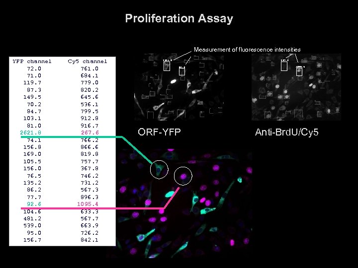 Proliferation Assay Measurement of fluorescence intensities YFP channel 72. 0 71. 0 119. 7