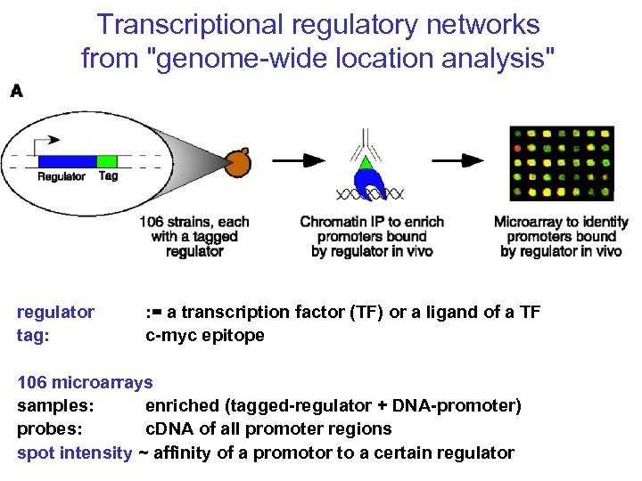 Transcriptional regulatory networks from "genome-wide location analysis" regulator tag: : = a transcription factor