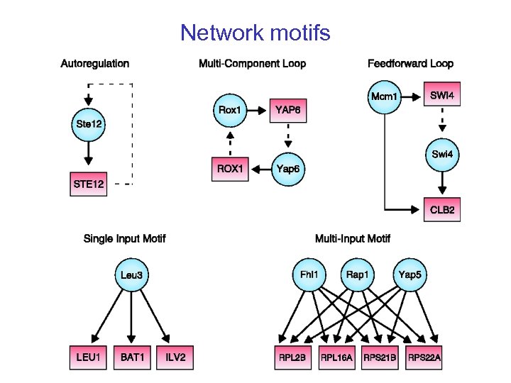 Network motifs 