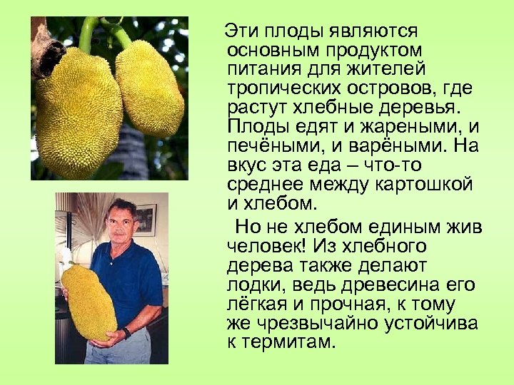  Эти плоды являются основным продуктом питания для жителей тропических островов, где растут хлебные