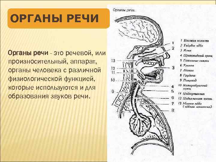 Схема голосового аппарата человека