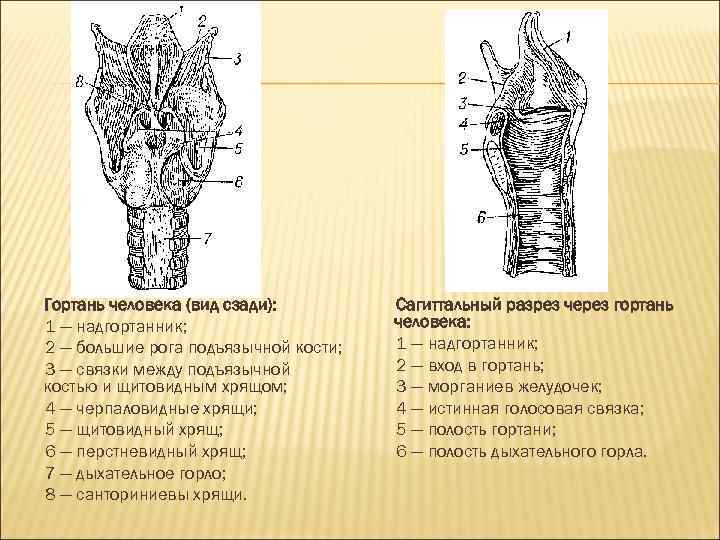 Как выглядит гортань у человека