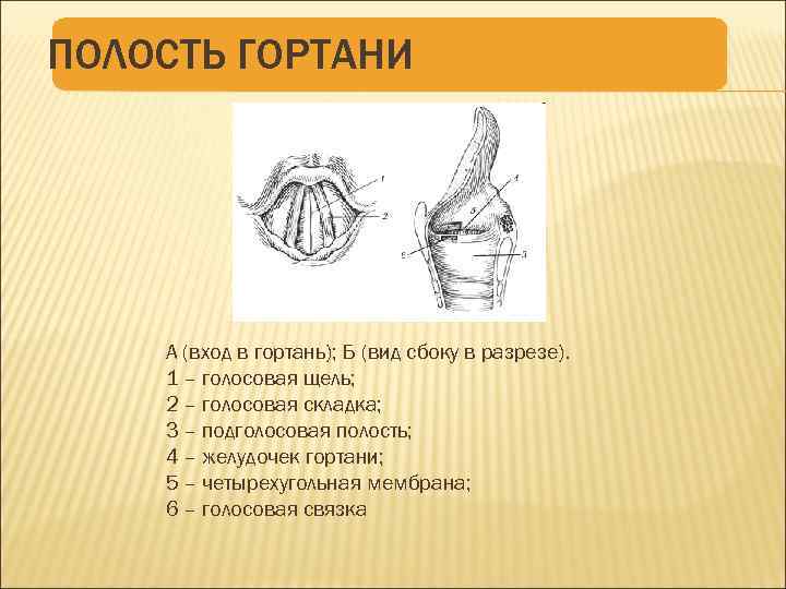 Полость гортани. Вход в гортань вид сбоку. Подголосовая полость ограничена.