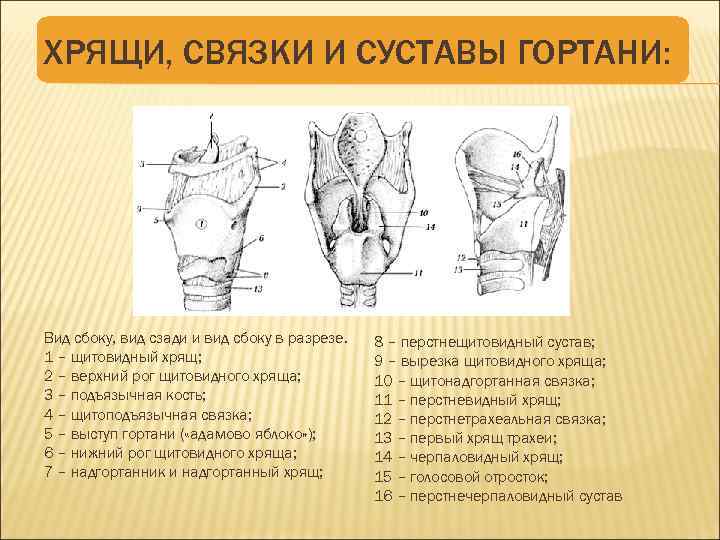 Хрящи и связки