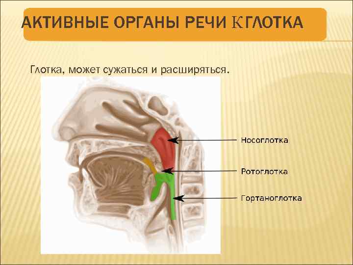 АКТИВНЫЕ ОРГАНЫ РЕЧИ К ГЛОТКА Глотка, может сужаться и расширяться. 