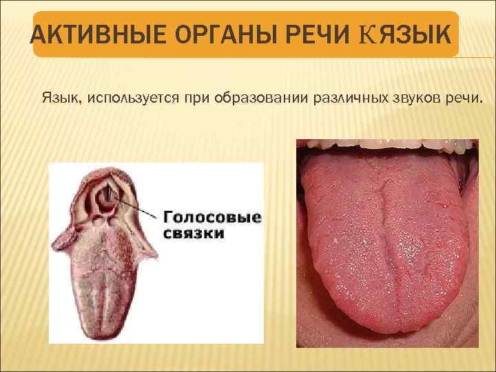 АКТИВНЫЕ ОРГАНЫ РЕЧИ К ЯЗЫК Язык, используется при образовании различных звуков речи. 