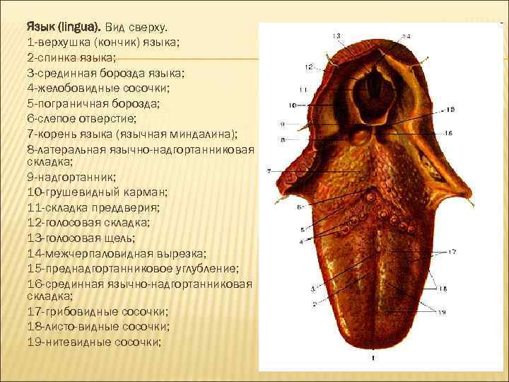 Вид языка снизу фото