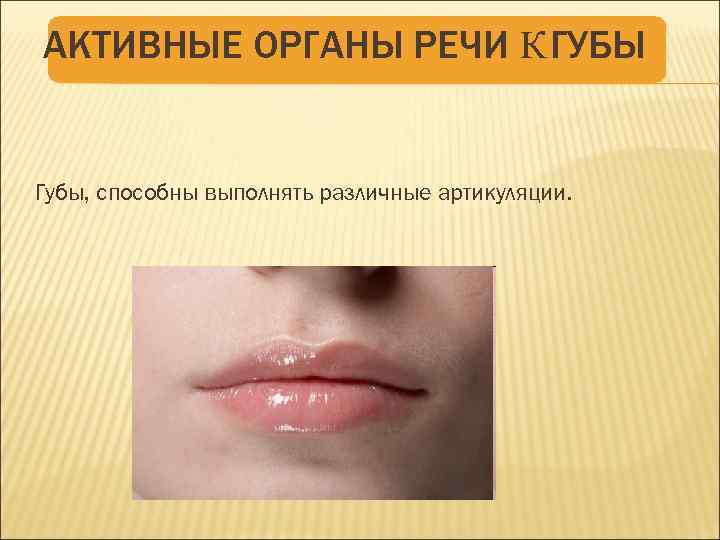 АКТИВНЫЕ ОРГАНЫ РЕЧИ К ГУБЫ Губы, способны выполнять различные артикуляции. 