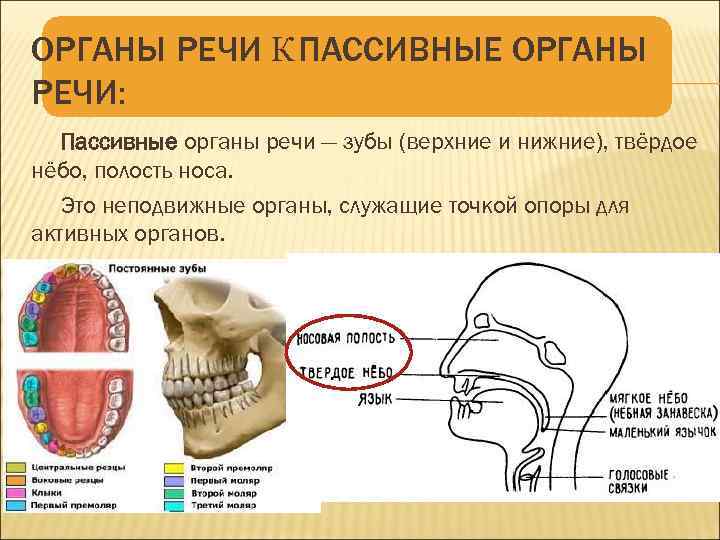 Органы речи. Активные и пассивные органы речи. Активные и пассивные органы речевого аппарата. Таблица органы речи. Речь и орган тела..