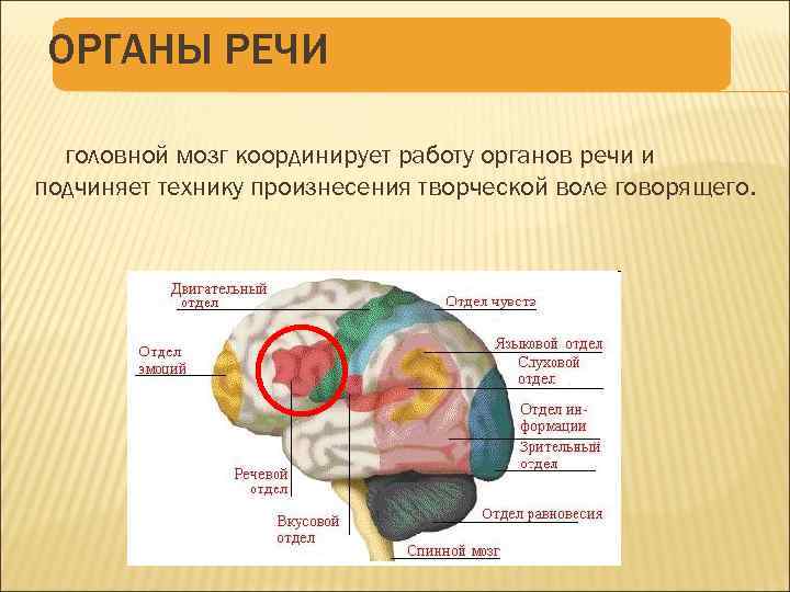 Речь мозга. Речевые органы. Орган речи головной мозг. Мозг и речь. Центральный орган речи в головном мозге.