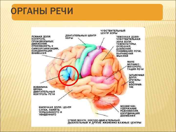 Контроль речи. Органами речи являются. Речь неврология. Речевое развитие неврология. Связь двигательного центра с центром речевого развития.