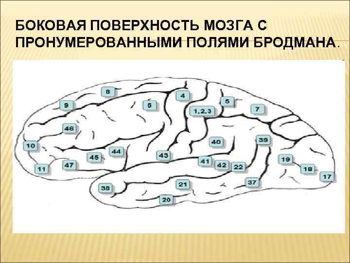 Карта бродмана с нумерацией