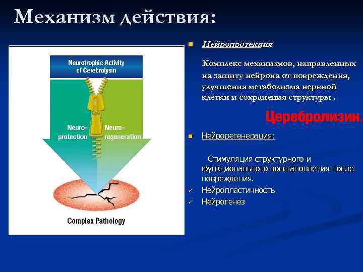 Механизм действия: n Нейропротекция : Комплекс механизмов, направленных на защиту нейрона от повреждения, улучшения
