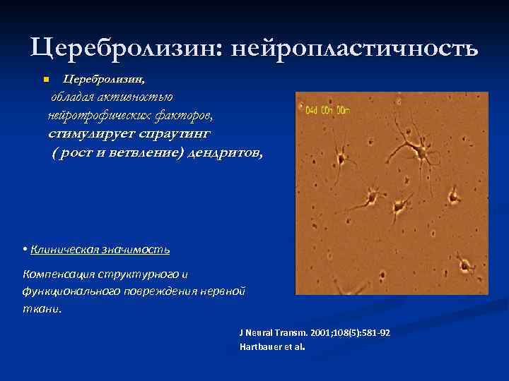 Церебролизин: нейропластичность n Церебролизин, обладая активностью нейротрофических факторов, стимулирует спраутинг ( рост и ветвление)