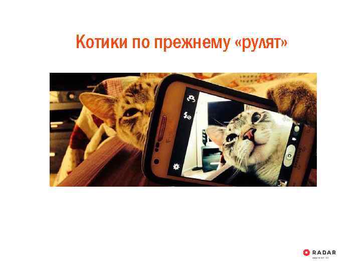 Котики по прежнему «рулят» 