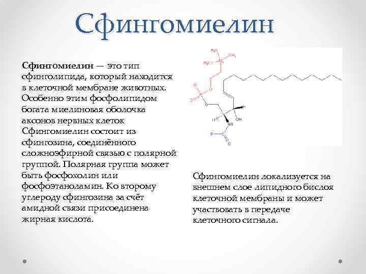 Сфингомиелин — это тип сфинголипида, который находится в клеточной мембране животных. Особенно этим фосфолипидом