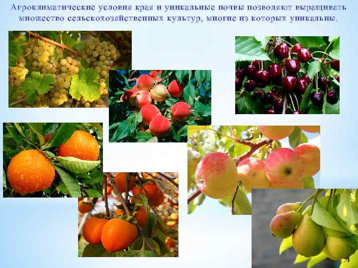 Агроклиматические условия края и уникальные почвы позволяют выращивать множество сельскохозяйственных культур, многие из которых