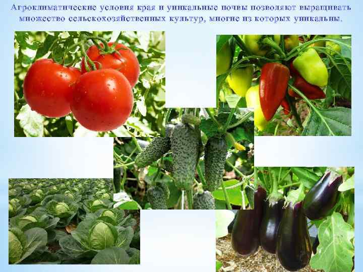 Агроклиматические условия края и уникальные почвы позволяют выращивать множество сельскохозяйственных культур, многие из которых