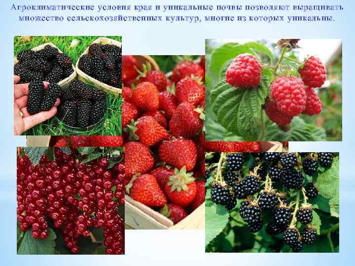 Агроклиматические условия края и уникальные почвы позволяют выращивать множество сельскохозяйственных культур, многие из которых