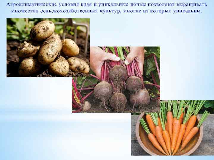 Агроклиматические условия края и уникальные почвы позволяют выращивать множество сельскохозяйственных культур, многие из которых