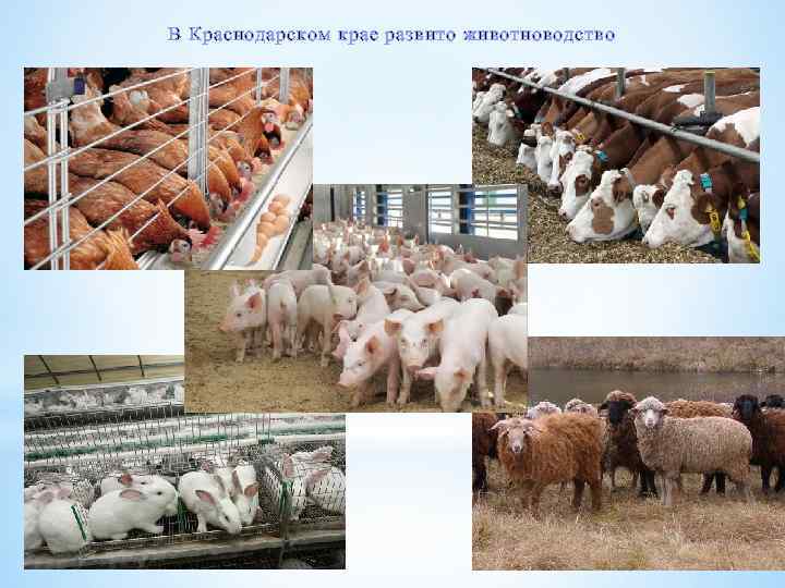 В Краснодарском крае развито животноводство 