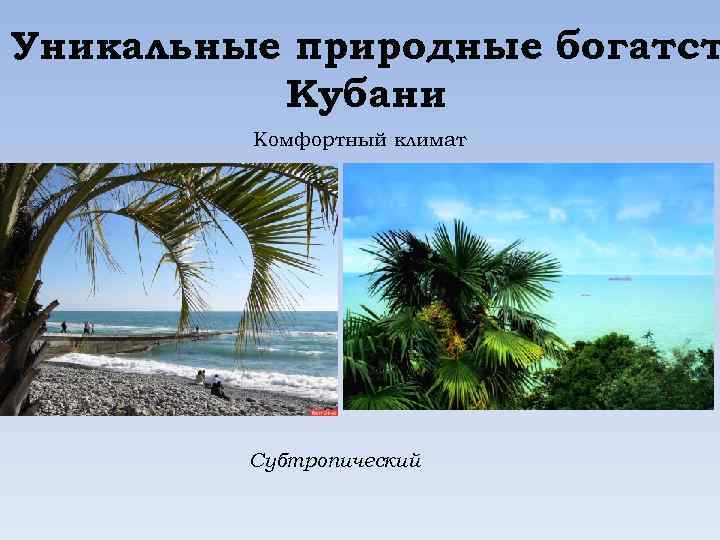 Уникальные природные богатст Кубани Комфортный климат Субтропический 